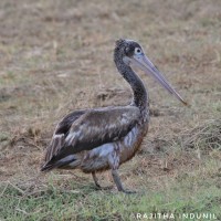 Pelecanus philippensis Gmelin, 1789